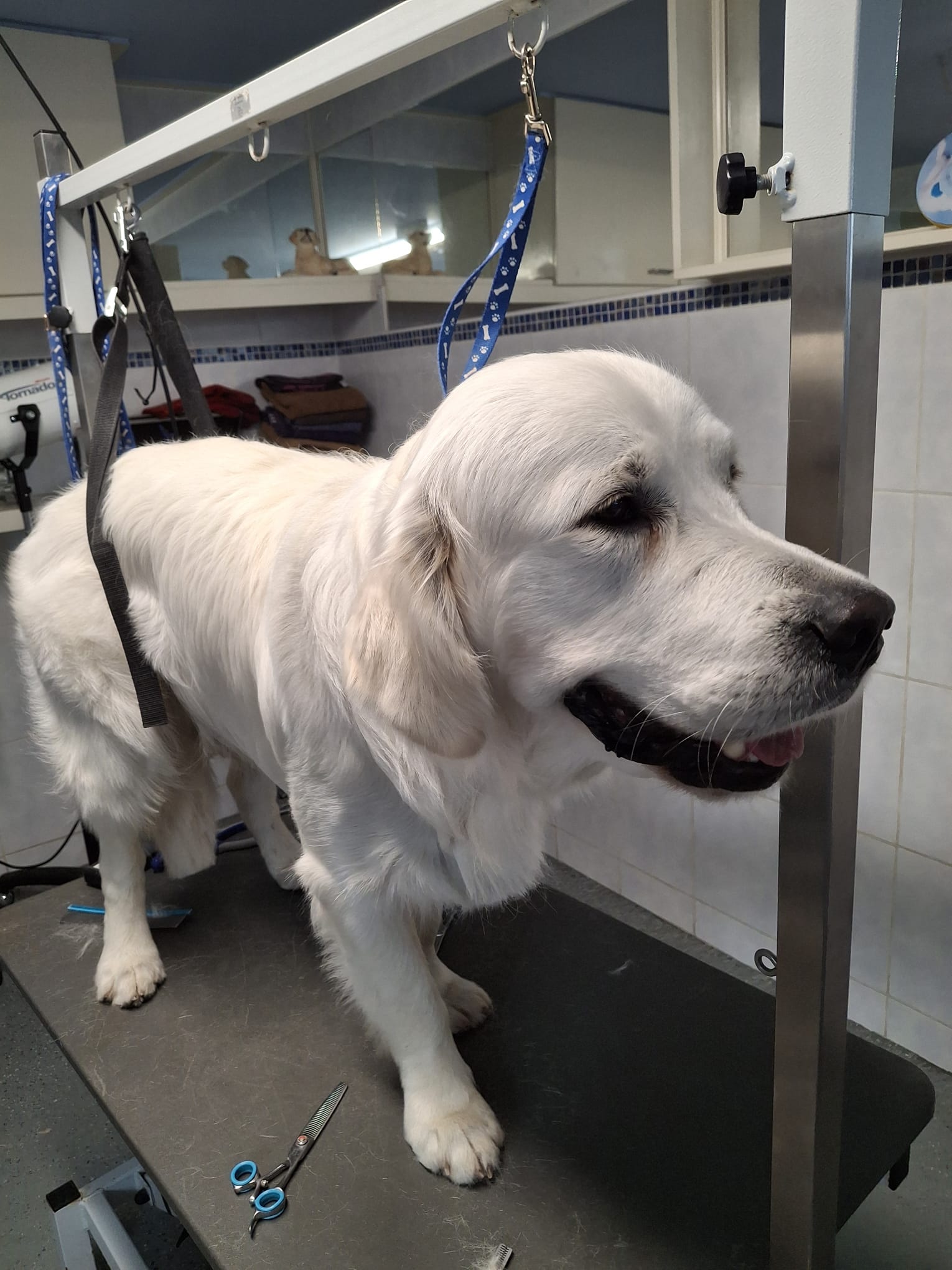 Golden Retriever wordt liefdevol geborsteld bij Trimsalon Golden King