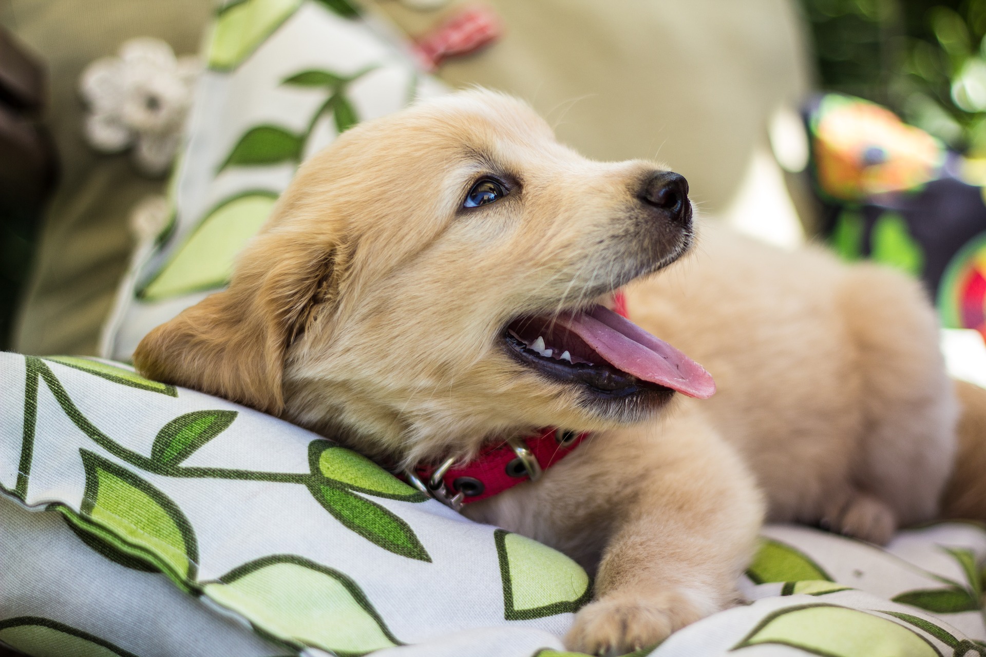 Portret van een Golden Retriever
