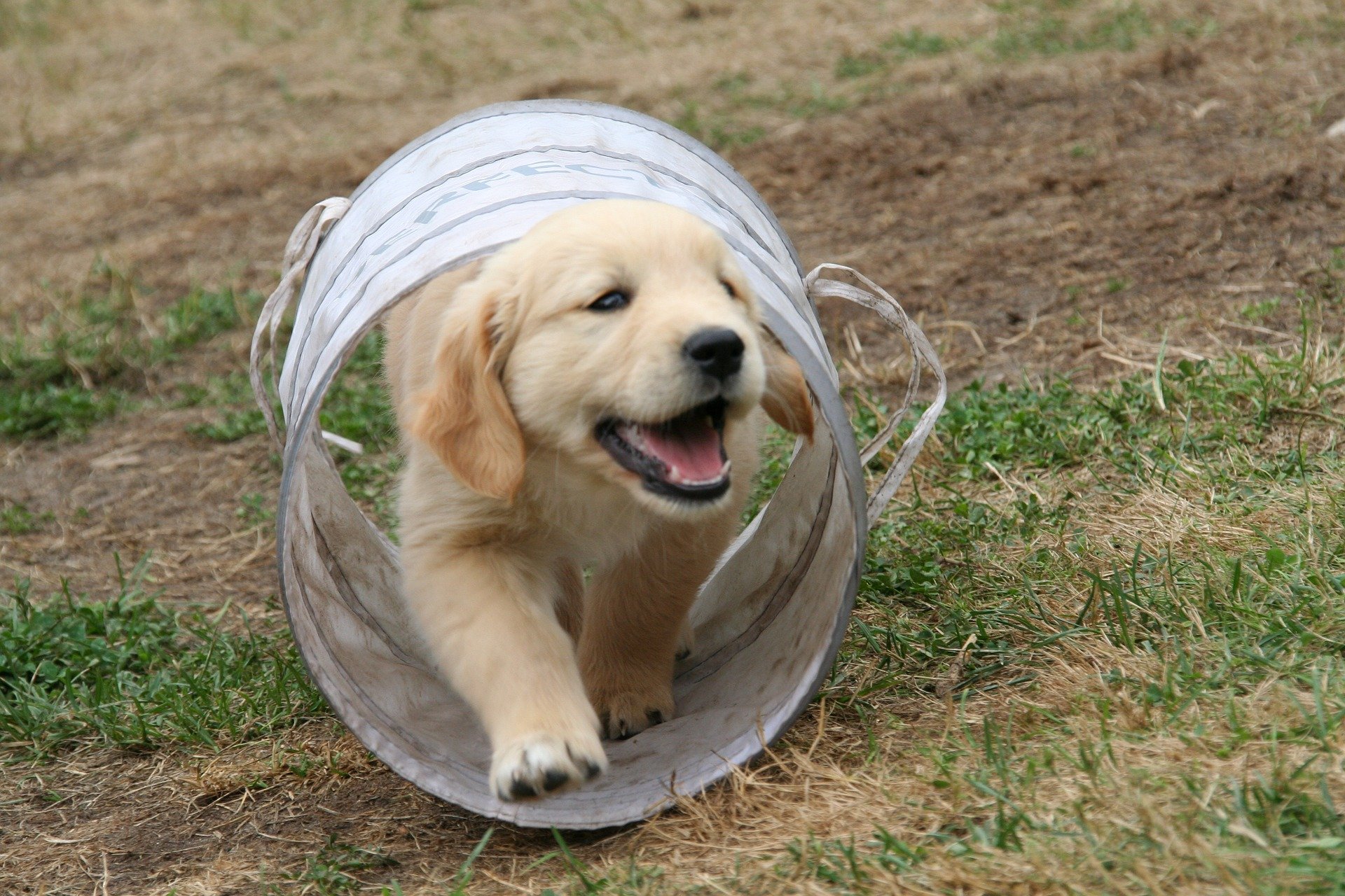 Portret van een adulte Golden Retriever