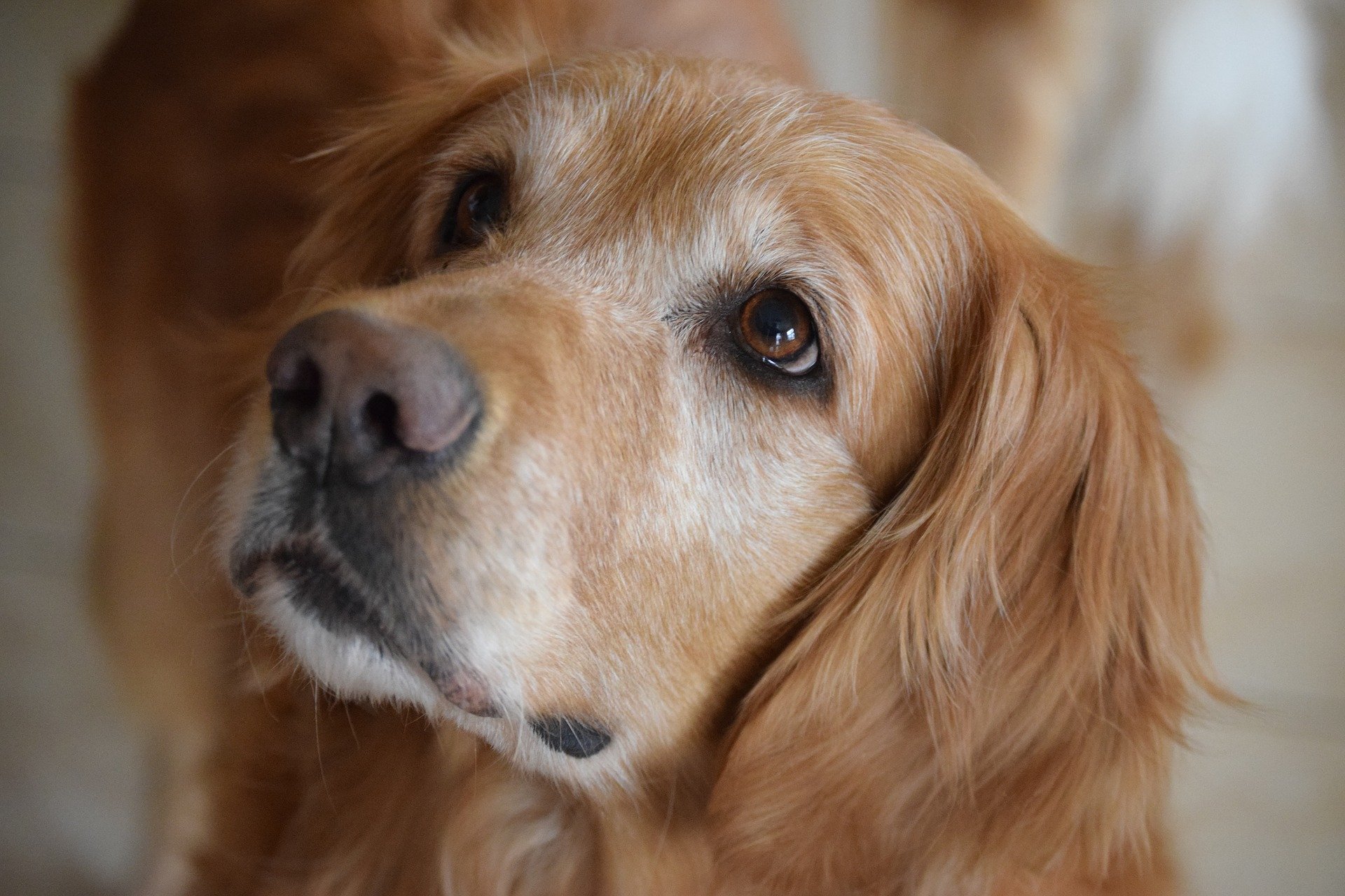 Golden Retriever pup op een kussen